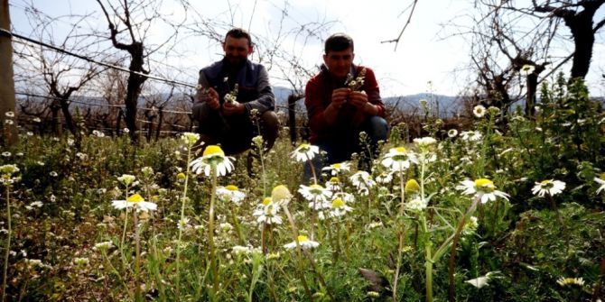 Cemre Havaya Düştü, Çalışmalar Hızlandı