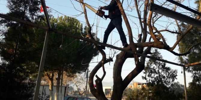 Elektrik Tellerine Dolanan Ağaçlar Budanıyor