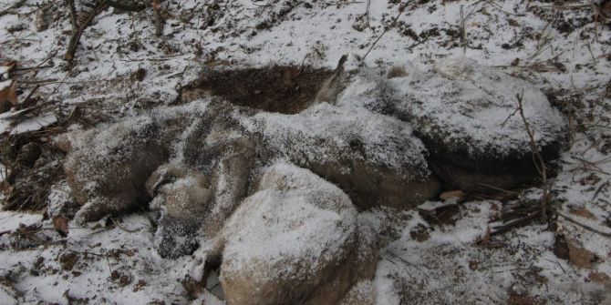 Karda Köpekler Bir Birlerine Sarılarak Dondu