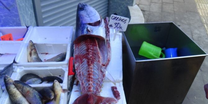 Bilecik’te 1 Metre 70 Santim Boyundaki Kılıç Balığı Görenleri Hayrete Düşürdü