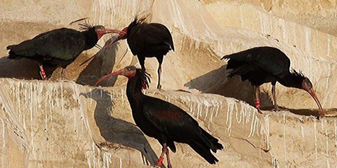 Koruma Altındaki 209 Kelaynak Doğaya Bırakıldı