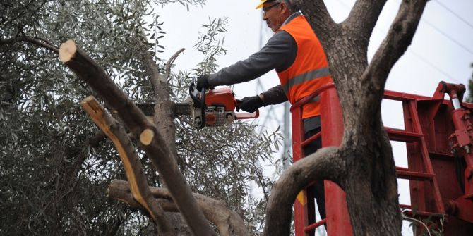 Kepez-santral’in Ağaçları Koruma Altında
