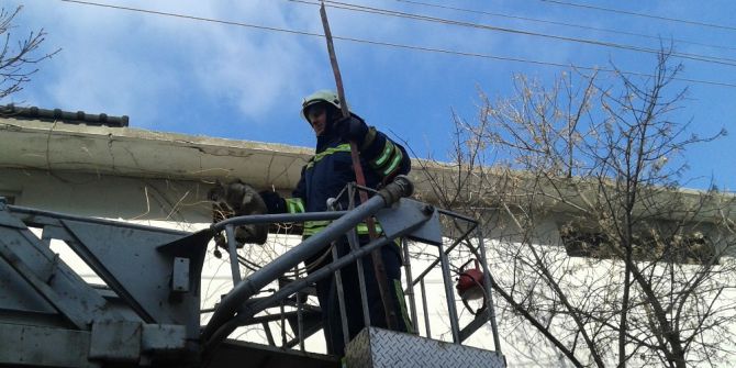 Çatıda Mahsur Kalan Kediyi İtfaiye Kurtardı