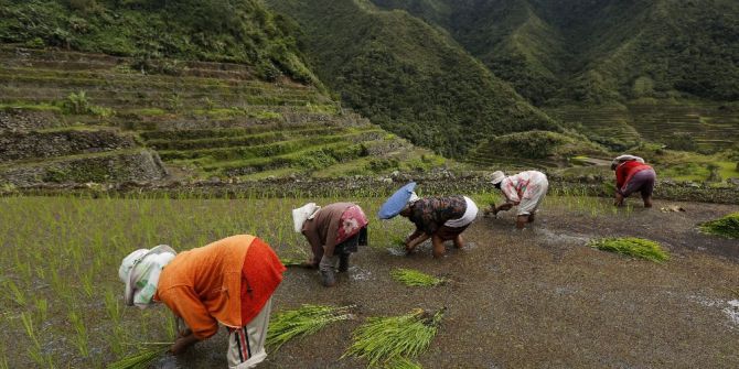 Filipinler’in Pirinç Taraçaları Göz Kamaştırıyor