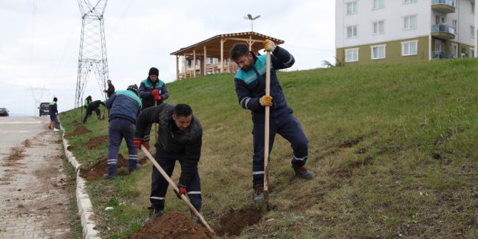 Daha Yeşil Başiskele İçin Çalışmalar Sürüyor