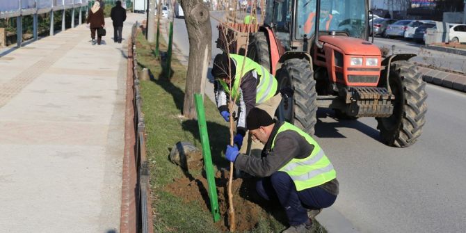 Edirne Ağaçlarla Nefes Alacak