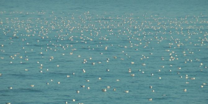 Karadeniz Martılarla Bir Başka Güzel