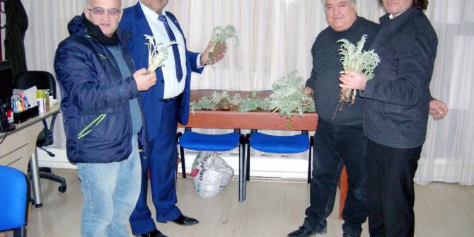 Osmanlı Saraylarının Vazgeçilmesi Mudanya Enginarı Yaygınlaşıyor