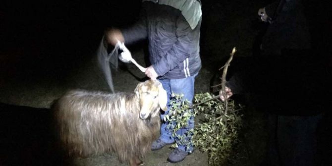 20 Gündür Kayalıklarda Mahsur Kalan Keçiyi Akut Kurtardı