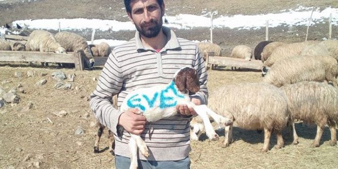 Erzincanlı Çoban Referandum Oyunu Kuzusunun Üzerine Yazdı