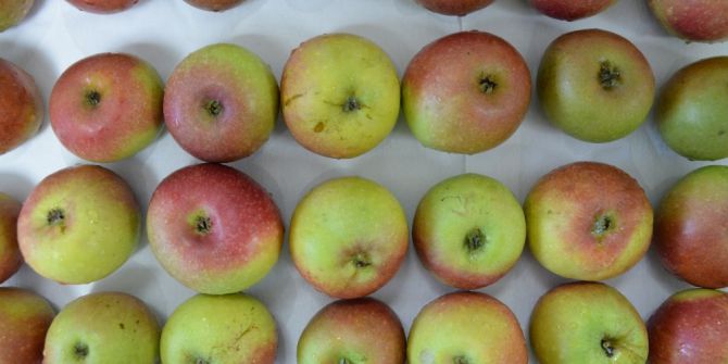 Amasya Elmasına Rakip Çıktı