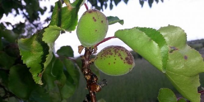 Kayısı Da İlkbahar Hastalıklarına Karşı Çiftçiler Uyarıldı