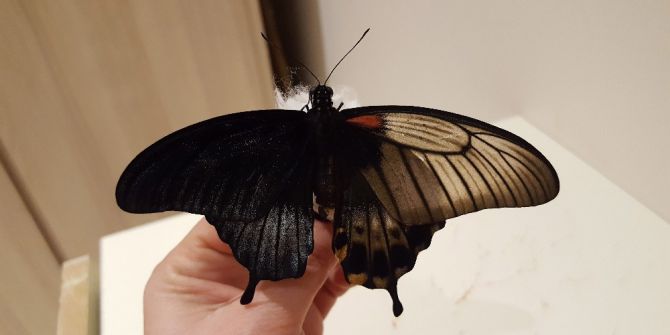 Çift Cinsiyetli Kelebek Büyük İlgi Gördü