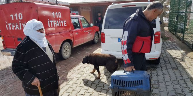 Yaşlı Kadının Hayvan Sevgisi