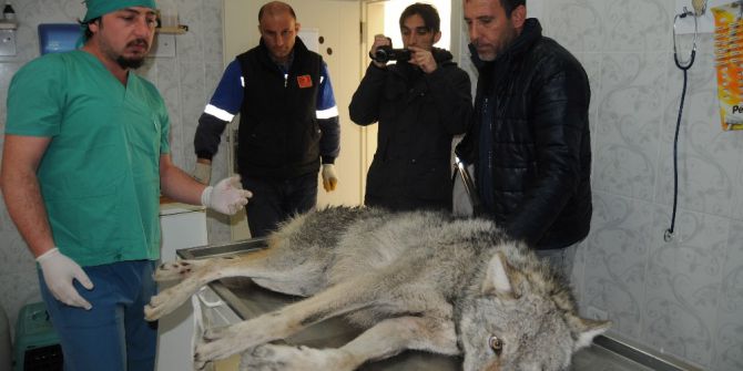 Otomobilin Çarptığı Yaralı Kurt Tedavi Altına Alındı
