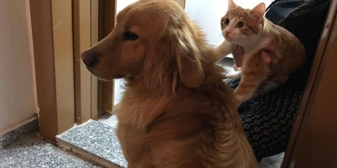 Pascal Ve Püskül’ün Şaşırtan Dostluğu