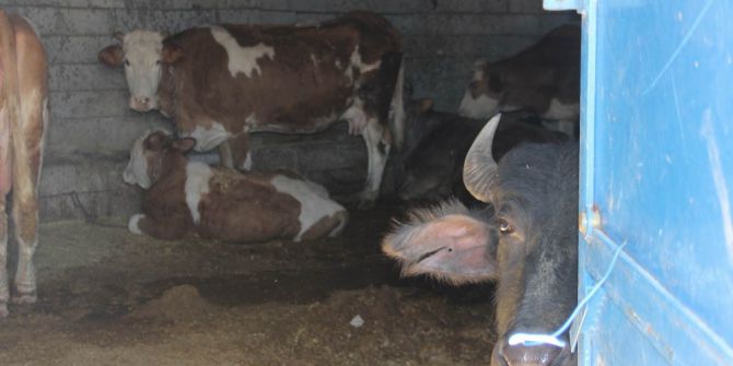 Hayvanlara ‘Ahır’ Hapsi