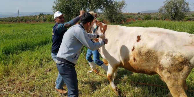 A Tipi Şap Virüsüne Dikkat