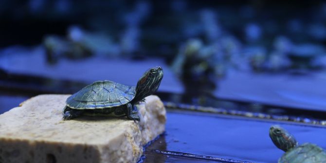 Kaçak Kaplumbağalar Yeni Yuvalarına Götürüldü