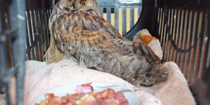 Soğuktan Yorgun Düşen Baykuş Korumaya Alındı