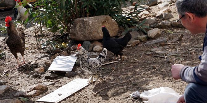 Mahallede Tavuk Bırakmadılar