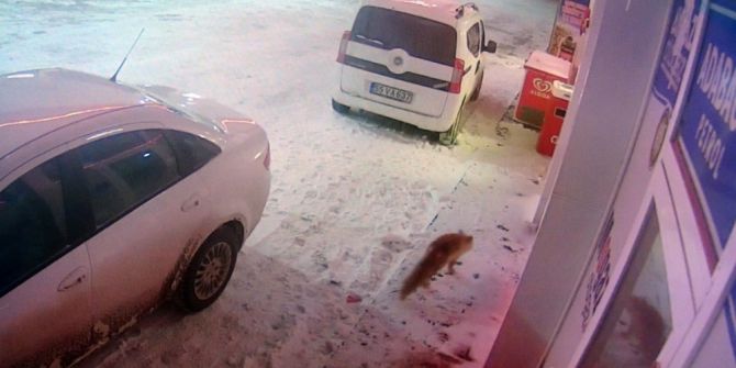 Aç Kalan Tilki Lokantanın Kapısına Geldi