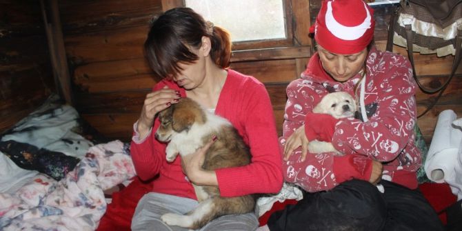 Çöplükte Sokak Hayvanları İçin Açlık Grevine Başladılar