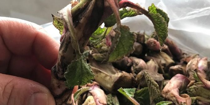 Zılbıt Tezgahtaki Yerini Aldı