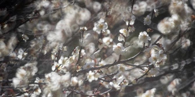 Japonya’a Erik Ağaçları Çiçek Açtı