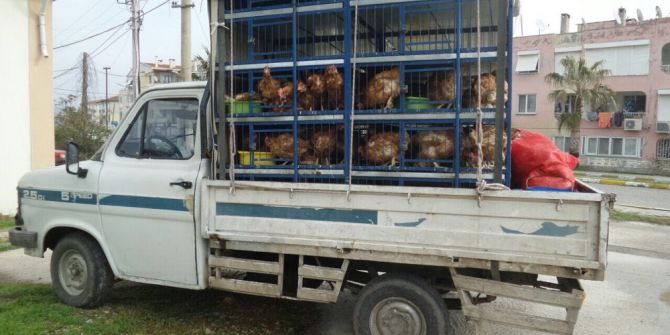 Veteriner Raporu Olmayan Kanatlı Hayvan Nakline Jandarma Geçit Vermedi