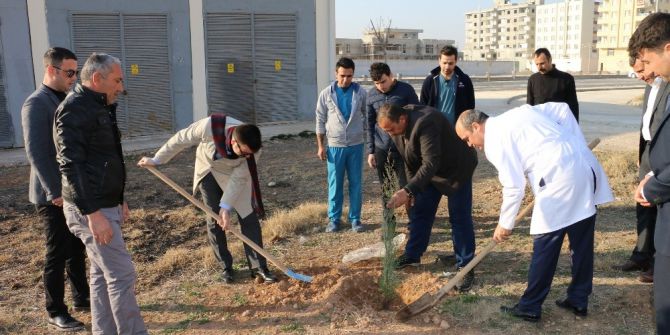 Hastane Bahçesinde 300 Fidan Toprakla Buluştu