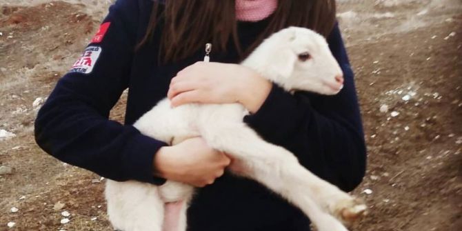 Köpeklerin Kovaladığı Kuzuyu Dak Kurtardı