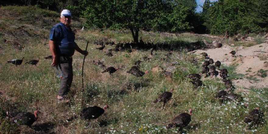 Kazdağları’nda Organik Hindi Yetiştiriyor