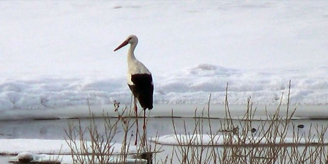 Kars’a Eksi 20 Derece Soğukta Leylek Geldi