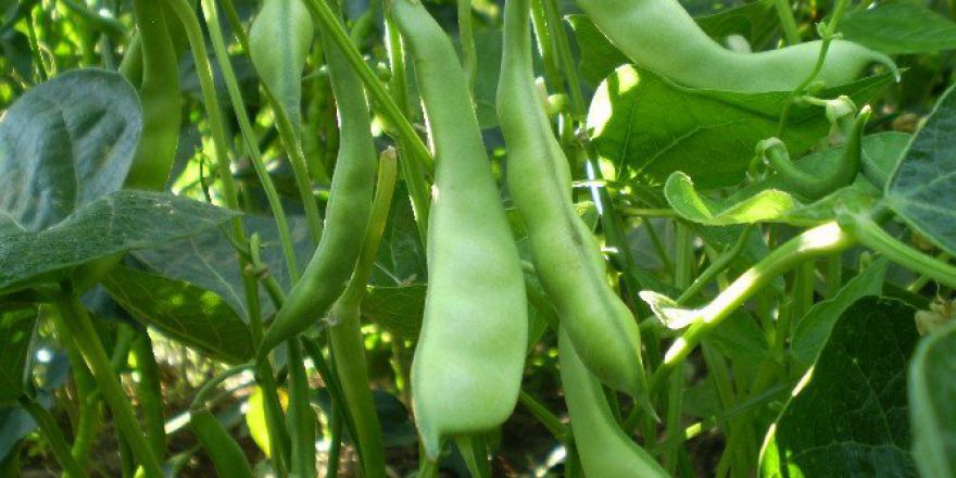 Fasulye Çiftçinin Yüzünü Güldürdü
