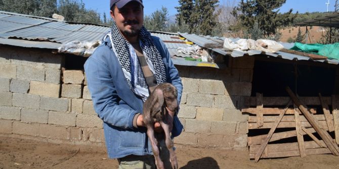 Keçi Kuzuya Benzer Bir Yavru Doğurdu