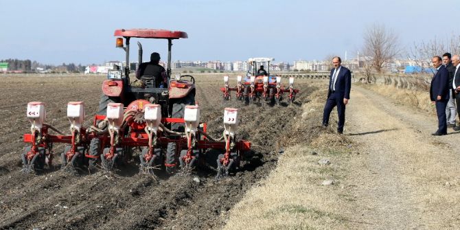 Tekin: “Adana’da 1. Ürün Mısır Ekilişleri Yıllara Göre Arttı"