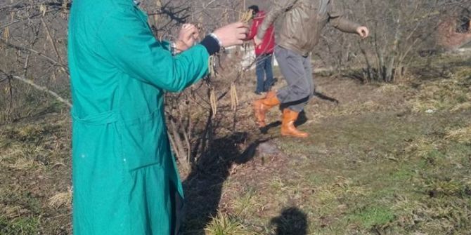 Fındıkta Karanfil Sayımı Başladı