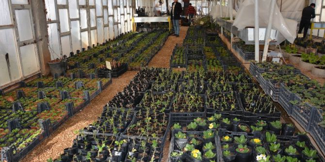 Kilis, Belediye Serası İle Yeşilleniyor