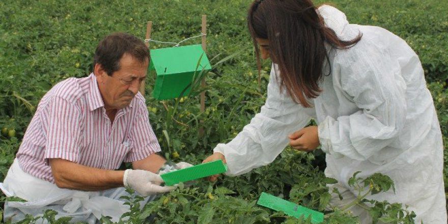 Domateste Hastalık Uyarısı