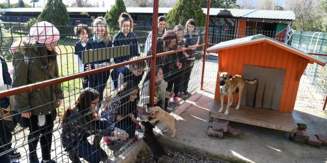 Öğrenciler Sokak Hayvanlarını Yalnız Bırakmadı
