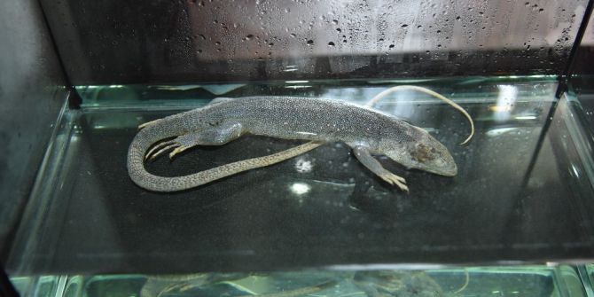 Herbaryum Müzesi’ne 40 Bin Ziyaretçi