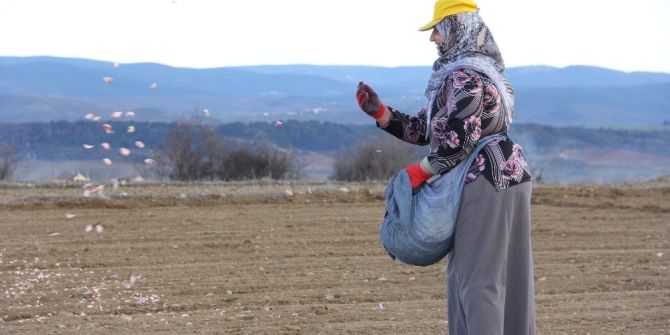 Kastamonu’da ‘Beyaz Altın’ın Ekimi Başladı