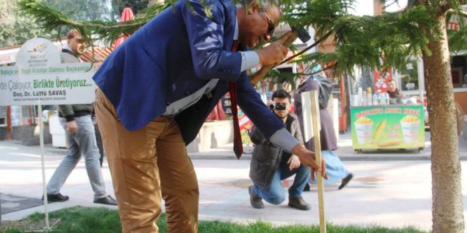 Hatay’da Ağaçlara Kimlik