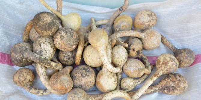 Trakya’nın ’Susak’ı Gözden Düştü