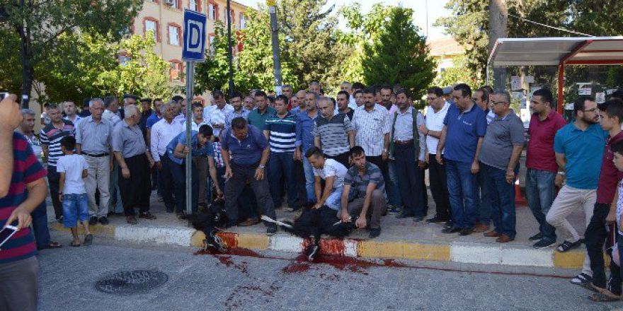 Besni’de Şükür Kurbanı Kesildi