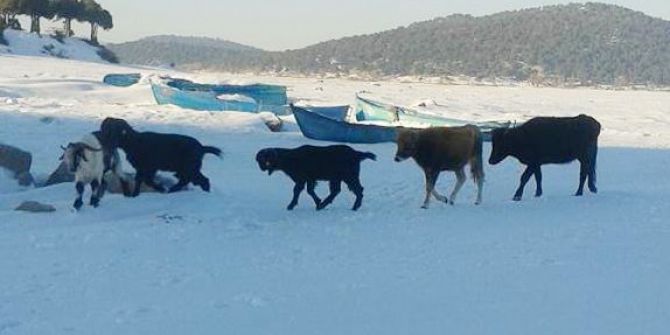 Kurt Tehlikesi Nedeniyle Adalardaki Hayvanlar Buz Üzerinde Yürütülüyor
