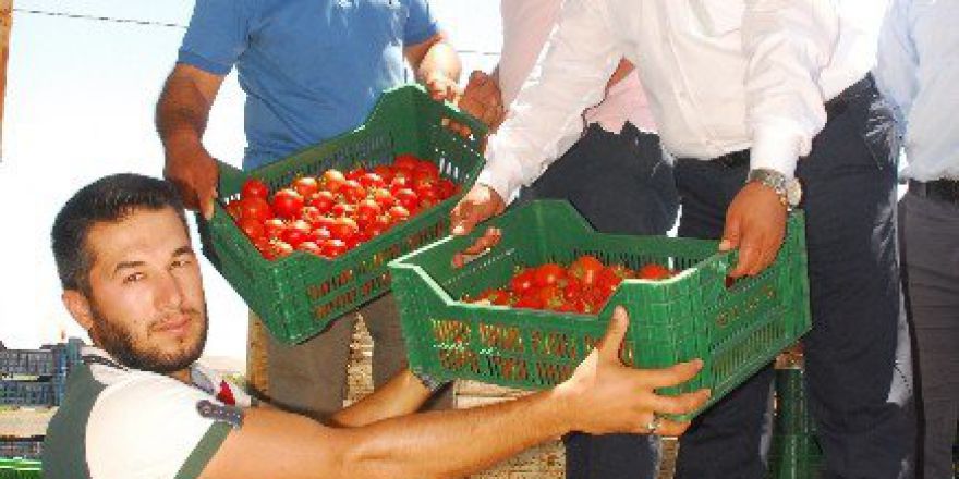 25 Bin Ton Örtü Altı Domates Rusya’ya İhraç İçin Yola Çıktı
