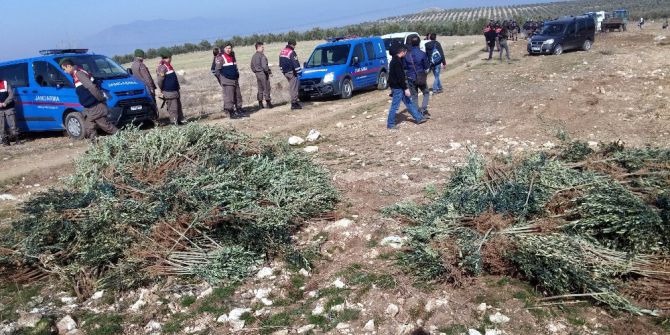 Manisa’da İzinsiz Dikilen 17 Bin Zeytin Fidanı Söküldü