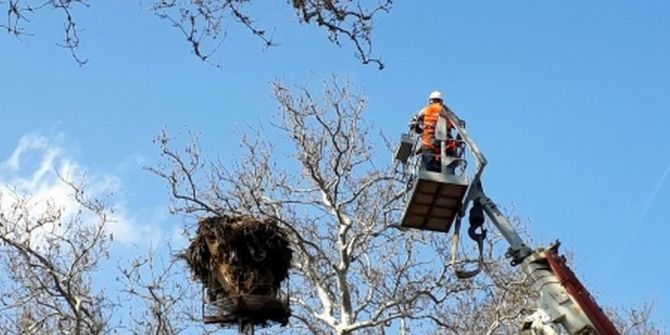 Anıt Ağaçlar Usulüne Uygun Budanıyor
